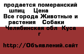 продается померанский шпиц  › Цена ­ 35 000 - Все города Животные и растения » Собаки   . Челябинская обл.,Куса г.